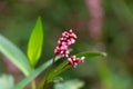 Flower of ladyÃ¢â¬â¢s thumb or Persicaria maculosa plant